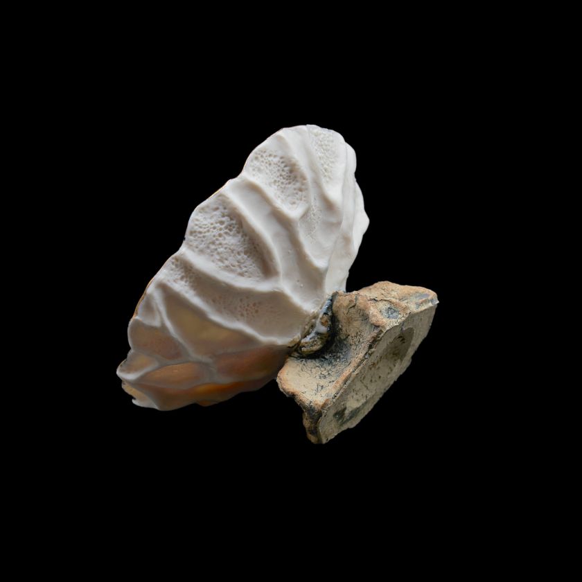 Porcelánová mísa - Korálová skořápka