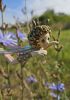 foto: Firefly- Ceramic doll