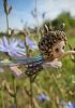 foto: Firefly- Ceramic doll