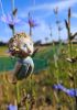 foto: Firefly- Ceramic doll