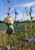 foto: Firefly- Ceramic doll