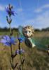 foto: Firefly- Ceramic doll