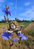 foto: Firefly- Ceramic doll
