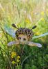 foto: Firefly- Ceramic doll