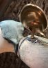 foto: Ceramic Angel Candle Holder
