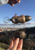 foto: Fantasy Airship - Arcadia
