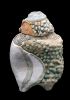 foto: Ceramic Conch Shell with recycled glass lid