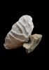 foto: Porcelánová mísa - Korálová skořápka