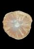 foto: Porzellanschale - Korallenmuschel