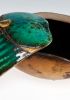 foto: Scarab Beetle
