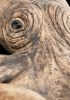 foto: WildArt - Keramischer Oktopus