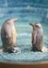 foto: Ceramic Bird bath with animal - medium