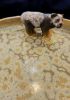 foto: Ceramic plate with animal - flat