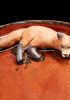 foto: Ceramic plate with animal - flat