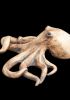 foto: Wild Art - small ceramic Octopus