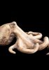 foto: WildArt - Keramikstatue Oktopus (klein)