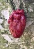 foto: Strangelove - Anatomical heart pin (small)