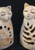 foto: Shinning cat