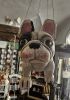 foto: Fliegender Französische Bulldogge