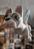 foto: Fliegender Französische Bulldogge