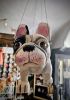 foto: Fliegender Französische Bulldogge